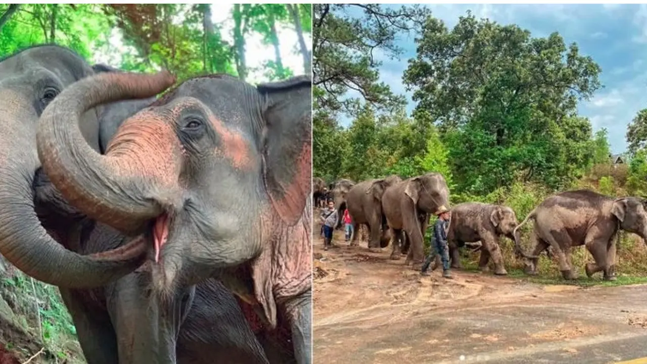 Sepi Pengunjung Imbas Virus Corona, Ratusan Gajah di Thailand Dilepasliarkan