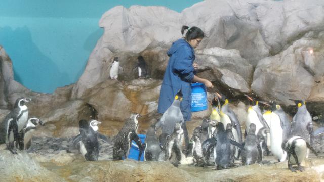 Jurong Bird Park & Safari Night SIngapore 0115 9