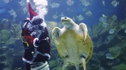 Penyelam berpakaian Santa Claus memberi makan penyu didalam akuarium. Kuala Lumpur, Malaysia, Senin (7/12). Kegiatan ini sebagai salah satu kegiatan untuk menjelang hari Natal. (REUTERS/Olivia Harris)