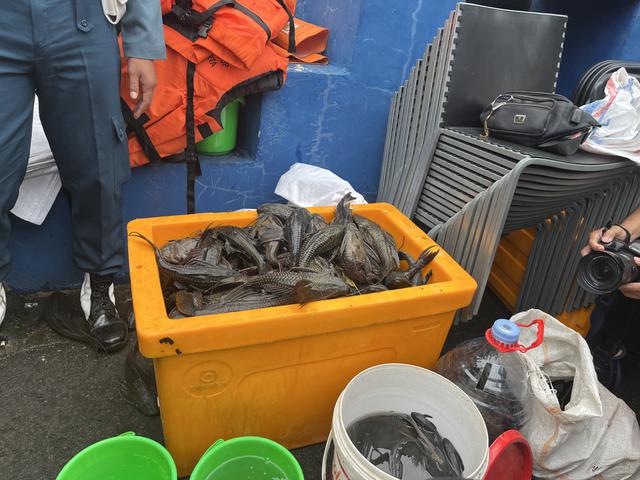 Bahaya Sering Makan Ikan Sapu-Sapu dari Perairan Tercemar