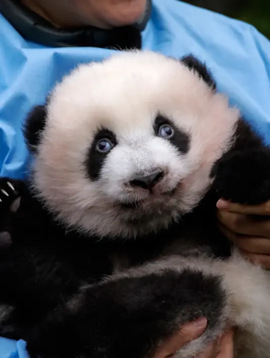 Anak panda raksasa yang baru lahir "Bao Di" diperkenalkan kepada publik  di taman margasatwa Pairi Daiza, Brugelette, Belgia, Kamis (14/11/2019). Panda kembar "Bao Di" dan saudara betinanya "Bao Mei" lahir pada Agustus 2019. (AP/Olivier Matthys)