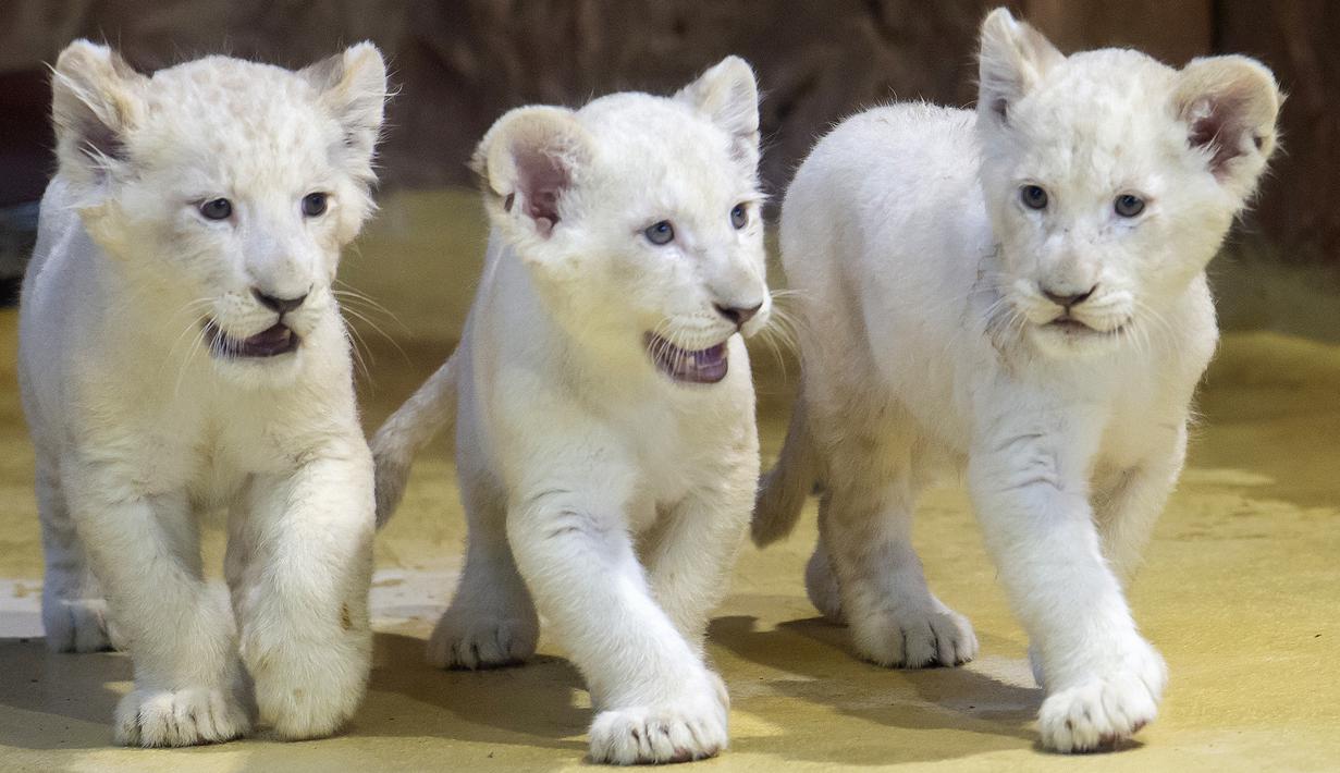 Foto 3 Bayi Singa Putih Langka Lahir Di Jerman Global Liputan6com
