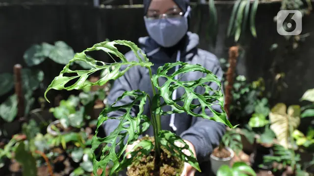 Monstera Obliqua