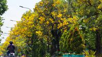Bunga Tabebuya bermekaran di Surabaya. (Dian Kurniawan/Liputan6.com)
