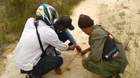 Petugas BBKSDA Riau mengukur jejak Harimau Sumatra yang ditemukan di Desa Karya Indah, Kabupaten Kampar. (Liputan6.com/M Syukur)