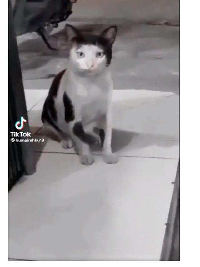 8 Motif Bulu Kucing Hitam Putih Ini Unik Banget, Bikin Senyum Sendiri