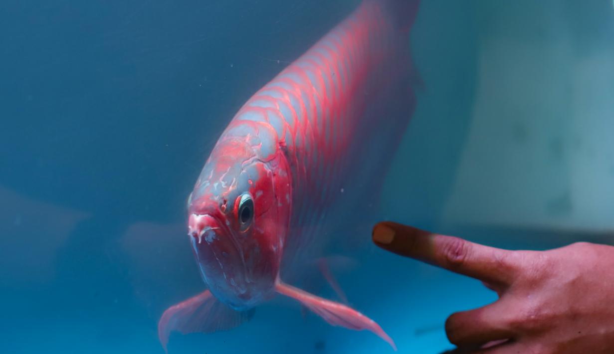 Keindahan, nilai ekonomi tinggi, serta mitos keberuntungan menjadikan arwana tetap bertahan sebagai primadona di dunia ikan hias, dan daya tarik itu sepertinya tidak akan pudar dalam waktu dekat. Tampak dalam foto, peternak menunjukkan ikan di Farm Royal Red Arowana yang terletak di kawasan Jasinga, Bogor, Jawa Barat, Sabtu (15/11/2025). (merdeka.com/Arie Basuki)