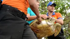 Petugas membawa seekor penyu hijau untuk dilepasliarkan di Pantai Kuta, Bali, Selasa (7/2). Penyu tersebut berhasil diamankan polisi dari para penyeludup. (AFP PHOTO/ SONNY TUMBELAKA)