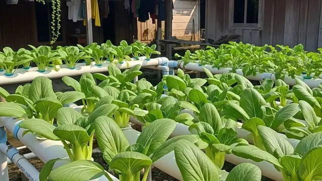 Cara Membuat Hidroponik Pakcoy Panen 40 Hari untuk Slow Living di Kampung, Panduan Lengkap