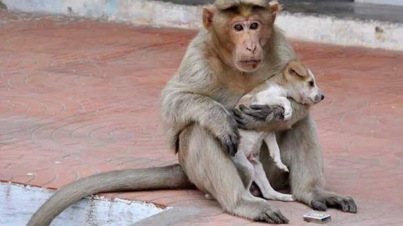 Adobsi Anak Anjing Terlantar, Monyet Ini Banjir Pujian Warga