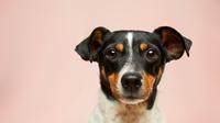 Why does my dog staring at me? (Photo: Victor G/Unsplash)