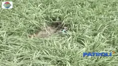 Polisi cari sapi di Lumajang, Jawa Timur, yang dicuri orang menggunakan drone.