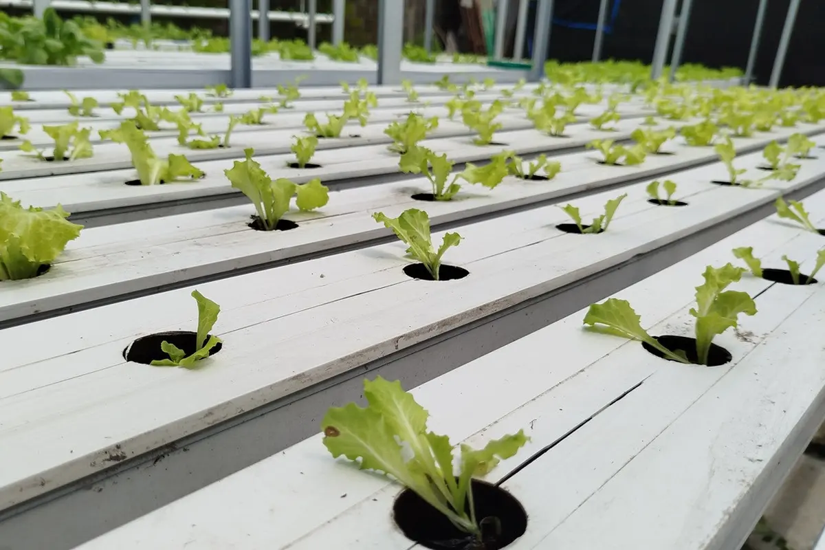Cara Menanam Sayur Hidroponik