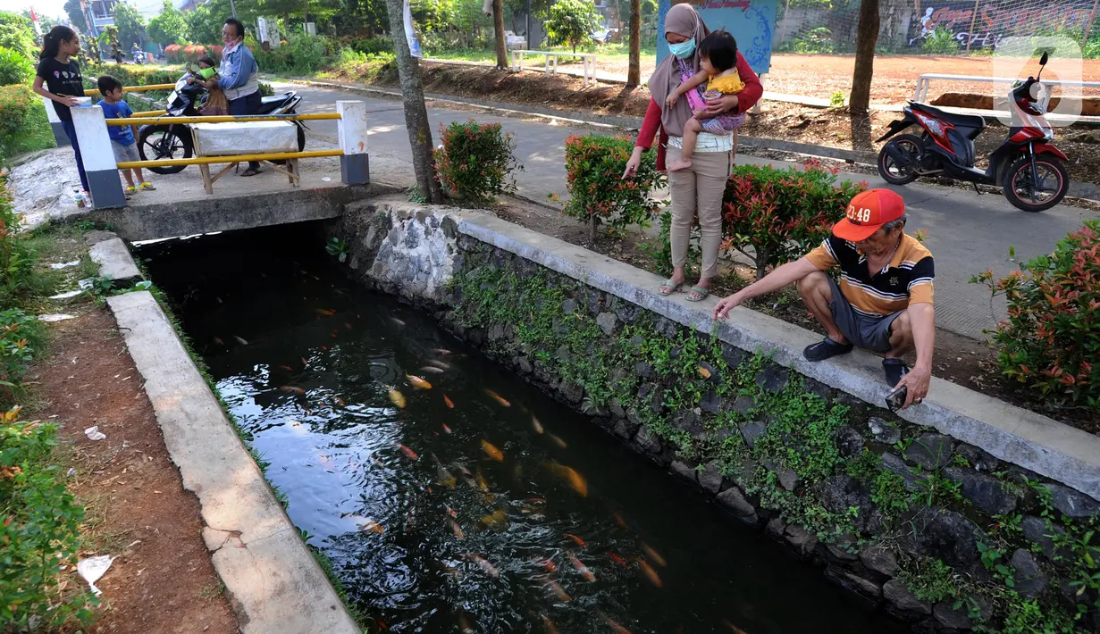 Warga memberi makan ikan yang dikembangbiakkan di saluran air di Perumahan Puri Pamulang, Tangerang Selatan, Selasa (8/9/2020). Selokan sepanjang 400 meter yang dulu kumuh, kini disulap menjadi kolam ikan untuk hiburan dan meningkatkan perekonomian warga dengan menjualnya. (merdeka.com/Arie Basuki)