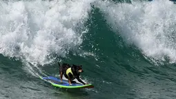 Seekor anjing menaiki papan selancar mengikuti Surf City Dog di Pantai Huntington, California (23/9). Kompetisi ini dibagi menjadi 8 kategori, termasuk peselancar kategori kecil, menengah, besar, dan ekstra besar. (AFP Photo/Mark Ralston)