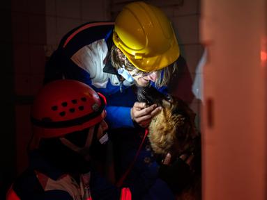 Anggota kelompok hak asasi hewan Turki, HAYTAP, menyelamatkan seekor anjing di Antakya, Turki, 12 Februari 2023. Anjing gembala Jerman itu diselamatkan setelah terjebak selama tujuh hari di dalam gedung yang terkena dampak gempa. (AP Photo/Bernat Armangue)