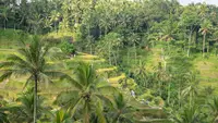 Rice Terrace di Ubud