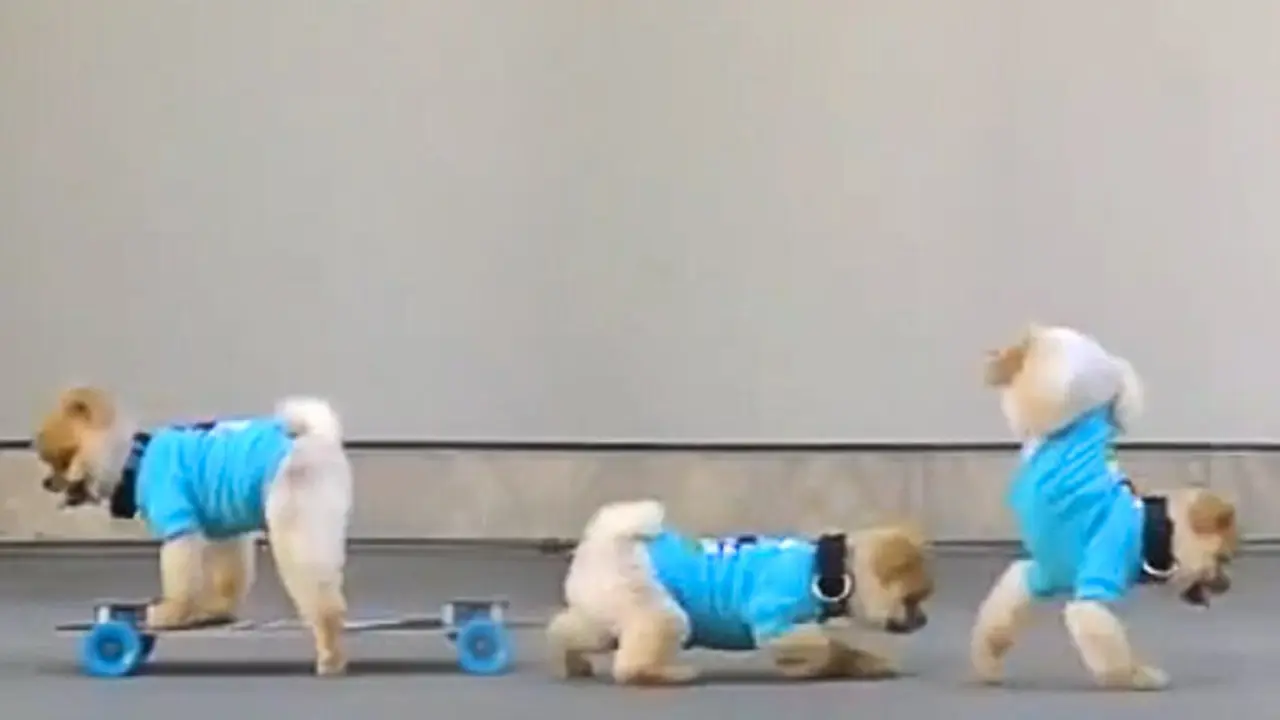 Anjing bernama Jiff yang memegang rekor dunia untuk berjalan dengan dua kaki berdandan mirip Elvis Presley. (Youtube)