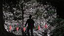 Seorang pria berjalan dekat bunga sakura yang mekar di taman Tokyo, Jepang, Jumat (23/3). Mekarnya bunga sakura menjadi spot terbaik untuk Anda piknik dan bersantai. (Foto AP/Eugene Hoshiko)