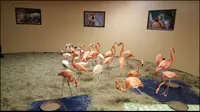 Burung Flamingo yang dievakuasi saat Badai Irma. (Busch Gardens)