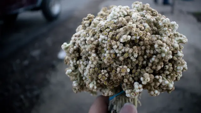 Ilustrasi bunga edelweiss, edelweis