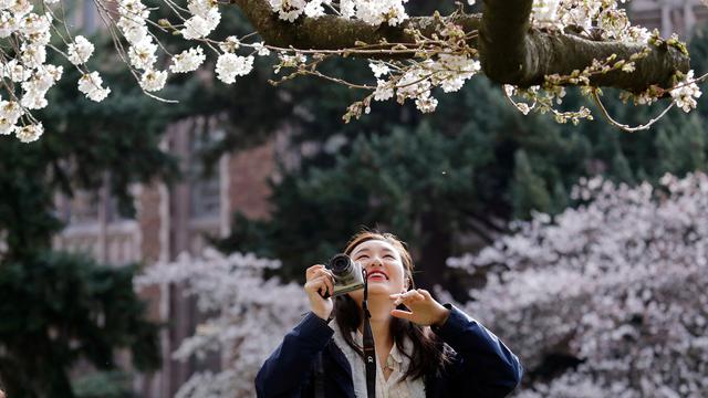 Tertipu Topan Bunga  Sakura  di Jepang Mekar Prematur di 