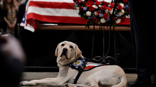 Sully, Anjing Peliharaan George HW Bush