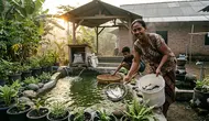8 Jenis Ikan Air Tawar Bernilai Gizi Tinggi untuk Budidaya Rumahan, Mudah Dipelihara