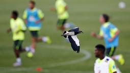 Seekor burung terbang melintas saat para pemain timnas sepak bola Brasil berlatih mempersiapkan diri untuk turnamen Copa America. (Reuters/Ricardo Moraes)