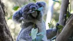 Seekor koala duduk di pohon di taman koala di Sydney, Australia pada Jumat, 5 Mei 2023. (AP Photo/Mark Baker)