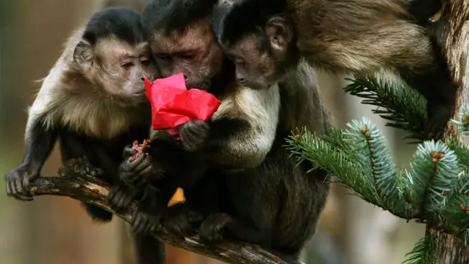 Ketika Hadiah Natal Tak Hanya Didapat oleh Manusia