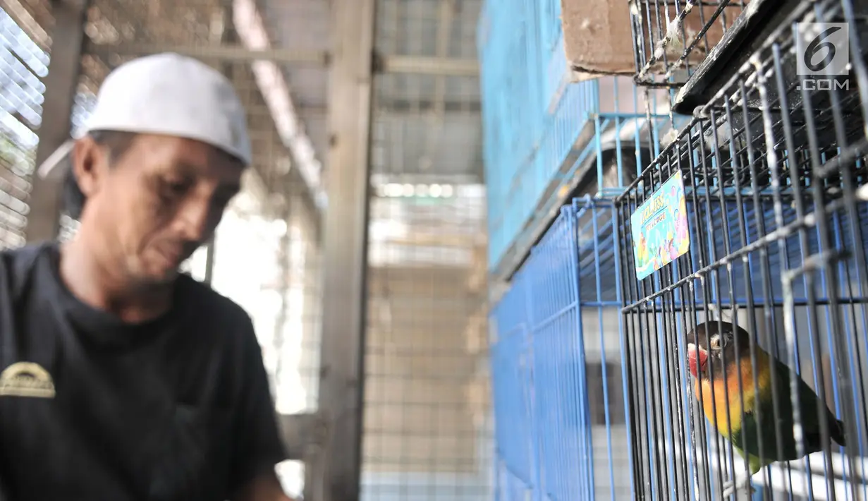 Peternak memberi makan burung lovebird di sebuah peternakan kawasan Duren Sawit, Jakarta, Minggu (23/9). Burung lovebird ada dua jenis yakni paskun (kuning, hijau, dan merah) dan warna (biru dan abu-abu). (Merdeka.com/Iqbal Nugroho)