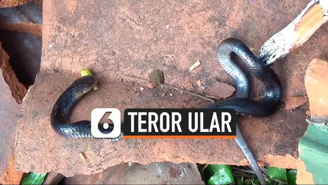 VIDEO: Begini Penyebab Banyaknya Ular di Permukiman
