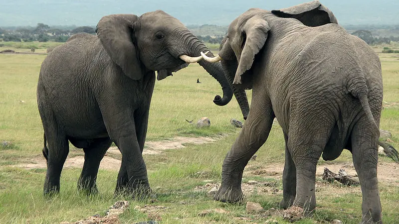 20 Tahun Terpisah, Gajah Ini Masih Mengenali Kawan Lamanya