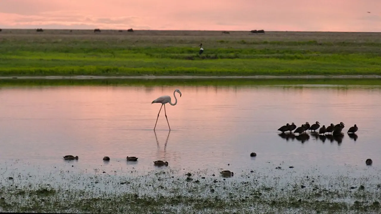 [Bintang] Zambia