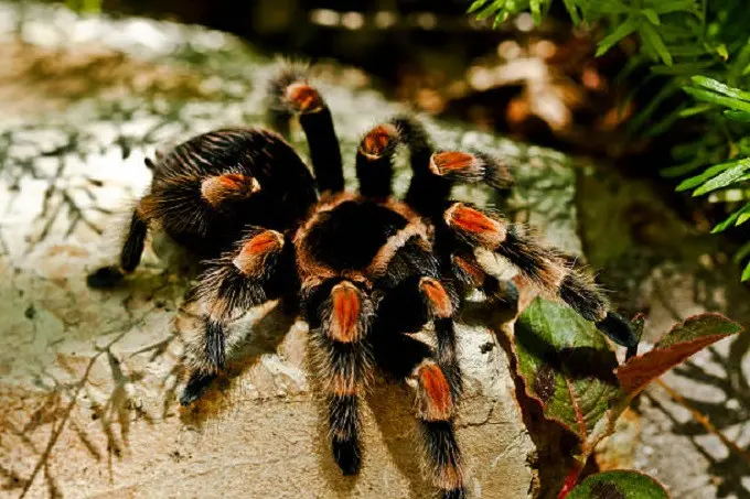 Ilustrasi Tarantula (iStock)