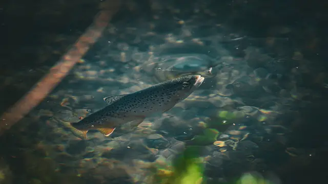 Mengenal DNA Trout untuk Perawatan Kecantikan Regeneratif