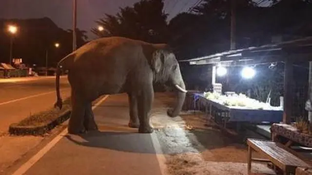 6 Momen Hewan Bak Ingin Belanja di Warung Ini Bikin Penjual Panik