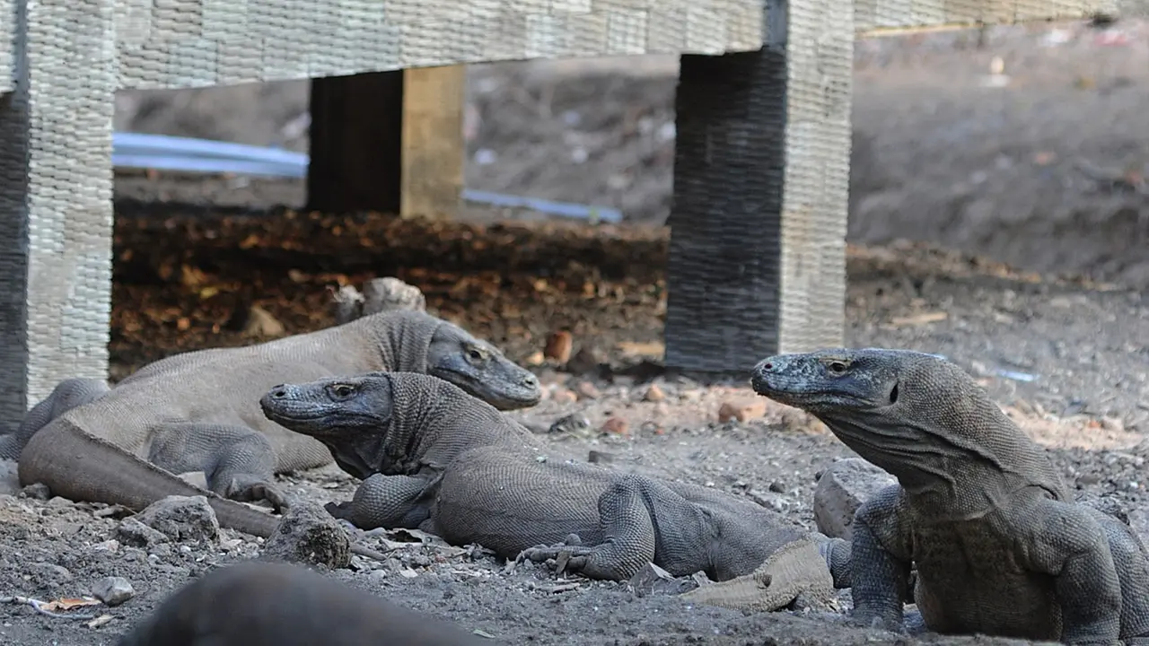 Melihat Interaksi Komodo dengan Manusia di Pulau Rinca