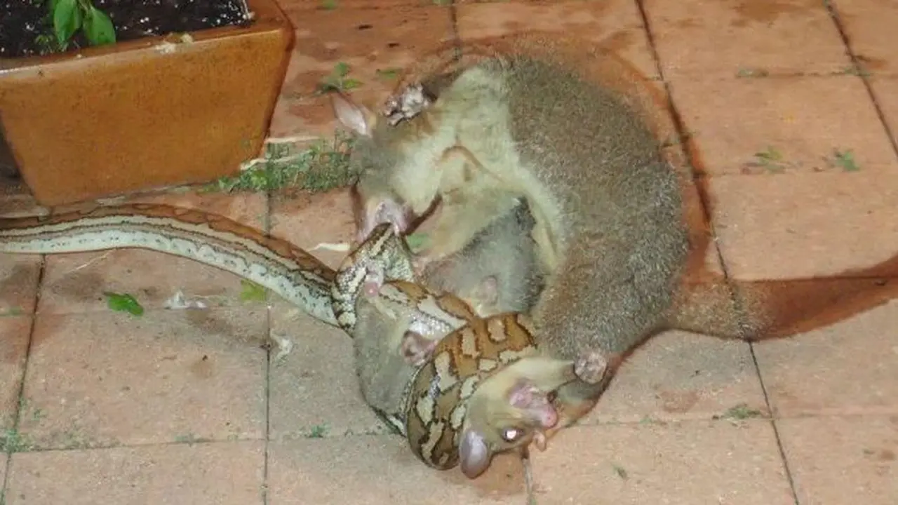 Dengan beraninya, induk possum menyerang dan berusaha melepaskan tubuh anaknya dari lilitan ular piton (Facebook/Christine Birch Williams)