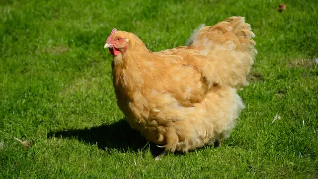 Jenis Ayam Hias Termahal Mudah Dipelihara