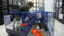 Jelang lebaran 2024, tempat penitipan mulai dipenuhi oleh kucing-kucing milik warga yang dititipkan. (merdeka.com/Arie Basuki)