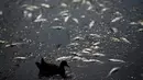 Seekor bebek berenang diantara ribuan ikan yang mati di arena latihan atlet dayung Laguna Rodrigo de Freitas, Rio de Janeiro, Brazil, Senin (13/4/2015). Ribuan ikan mati akibat air laut dingin masuk ke Laguna. (REUTERS/Ricardo Moraes)