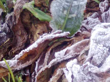 Citizen6, Wonosobo: Cuaca ini membuat Dieng diselimuti es tipis hampir seluruh tanaman petani ikut tertutup es. (Pengirim: Aryo Seno Sulistyo Putro)