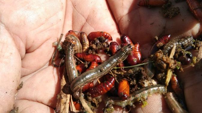 Hama ulat batang menyerang lahan padi milik petani di Garut (Liputan6.com/ Jayadi Supriadin)