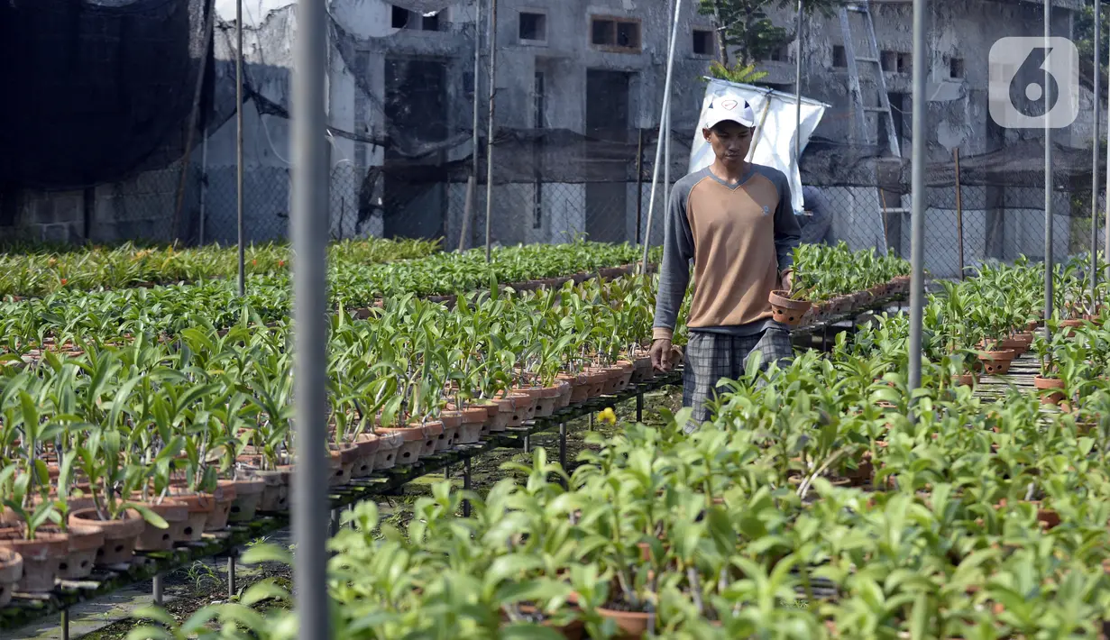 Pembeli memilih anggrek jenis dendrobium di tempat pembibitan budi daya anggrek, Pocis, Kecamatan Setu, Tangerang Selatan, Banten, Senin (31/8/2020). Anggrek dendrobium pesanan pembeli akan dikirim ke berbagai daerah, kebanyakan pemesan dari Kalimantan dan Sulawesi. (merdeka.com/Dwi Narwoko)