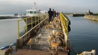 Kucing-kucing di Pulau Aoshima Jepang. (dok. foto KAZUYUKI ONO / AFP)