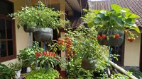 5 Pohon Buah yang Bisa Berbuah Lebat Ditanam dengan Teknik Hanging Garden