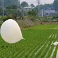 Sebuah balon isi sampah yang diduga dikirim oleh Korea Utara terlihat di sawah di Incheon, Korea Selatan, pada 10 Juni 2024. (Im Sun-suk—Yonhap/AP)