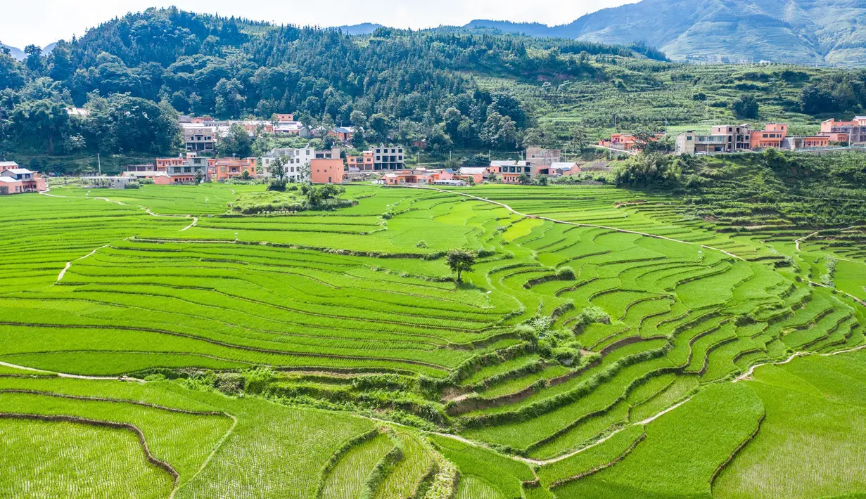 Foto dari udara yang diabadikan pada 29 Juni 2020 ini menunjukkan pemandangan sawah terasering di Xinmin, Kota Panzhou, Provinsi Guizhou, China barat daya. (Xinhua/Tao Liang)